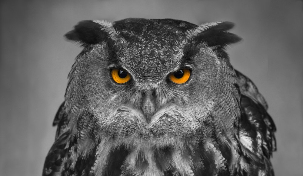 Angry Owl