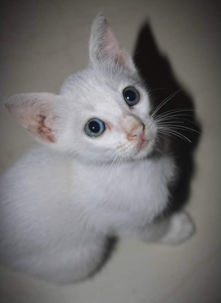 Фотография автора sathveegan