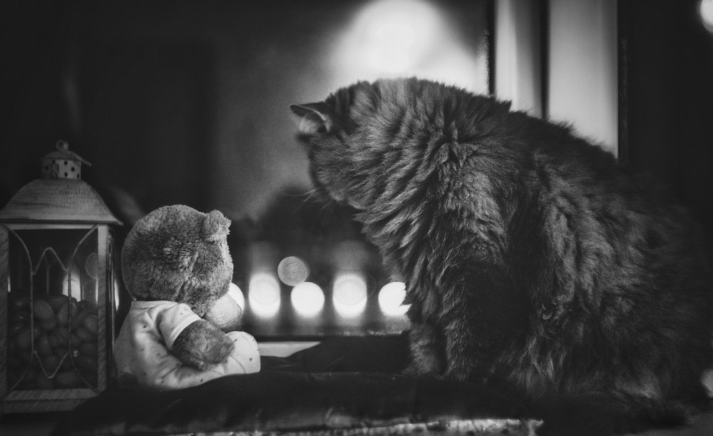 Фотография автора Виктория Шаманова