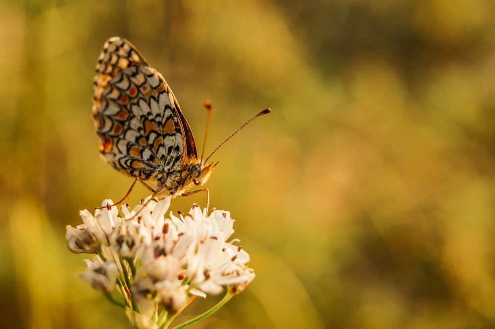 Photograph by Виктор Сёмушкин