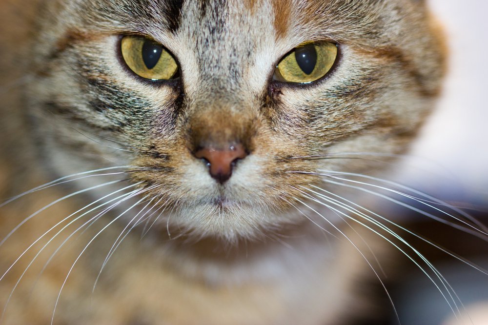 Photograph by Анна-Лаймуте Милошевич