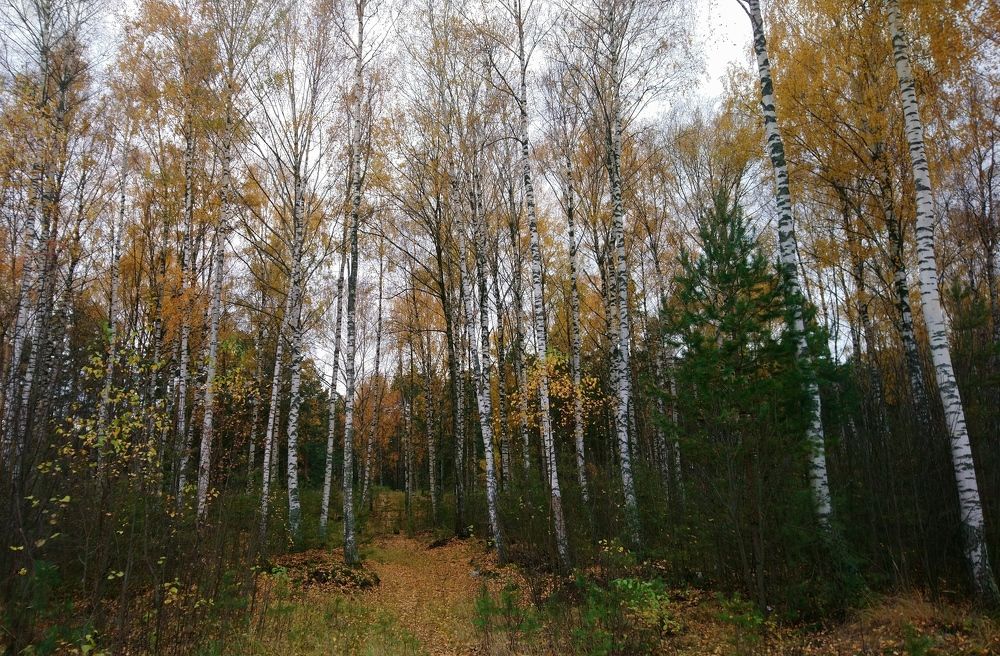 Photograph by Инна Голубева