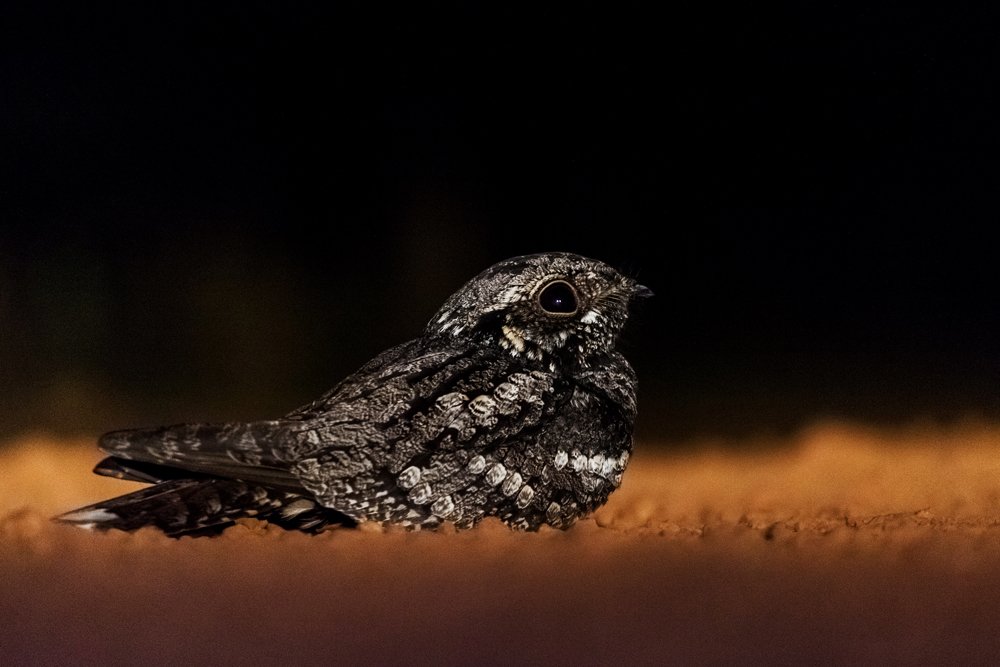 Common Indian Nightjar