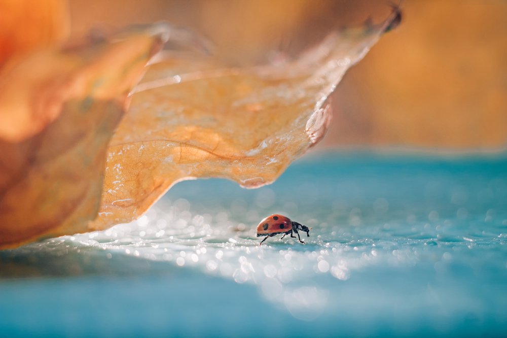 Photograph by Екатерина Потанина