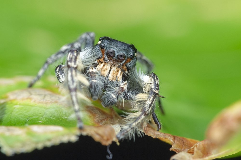 Jumping Spider