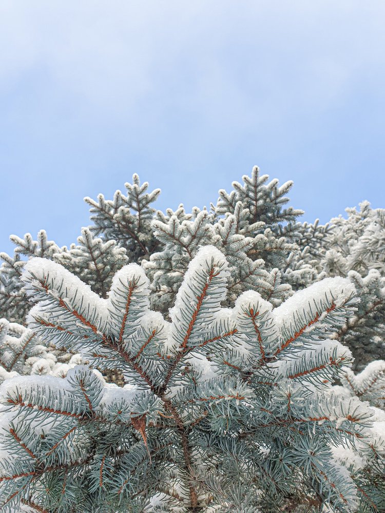 Снежная сказка