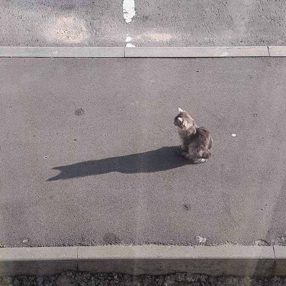 conceit / самомнение