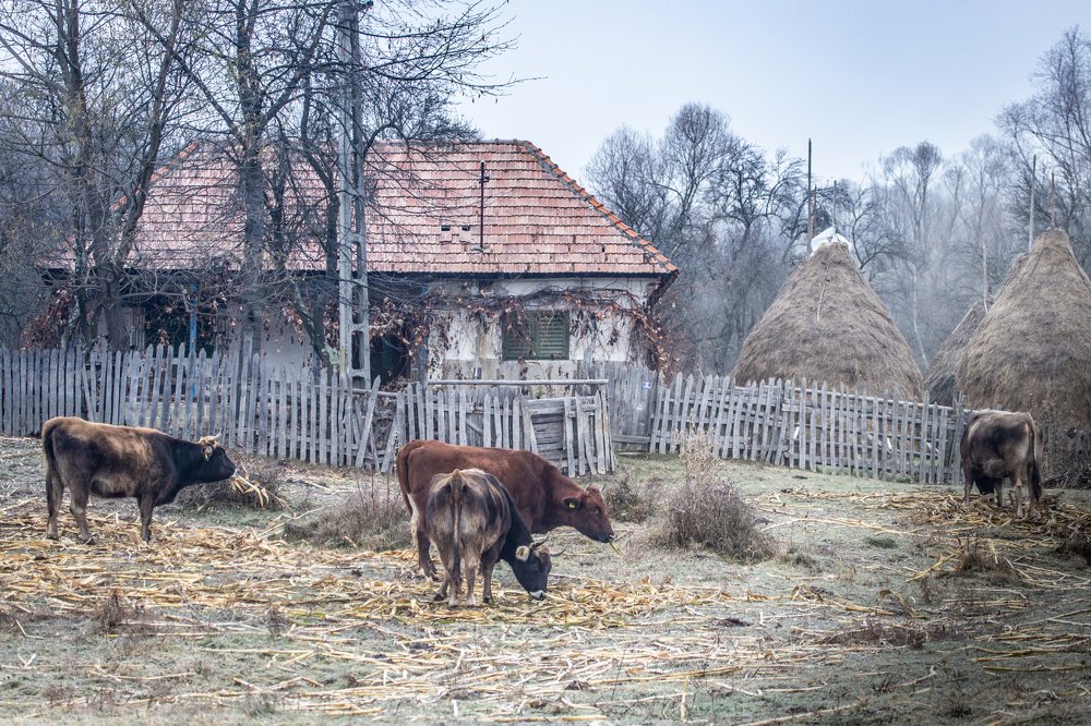 Photograph by Dzintra Zvagina
