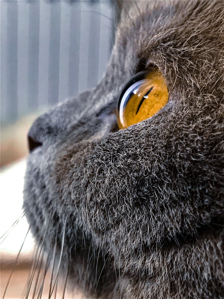 Глаза цвета виски