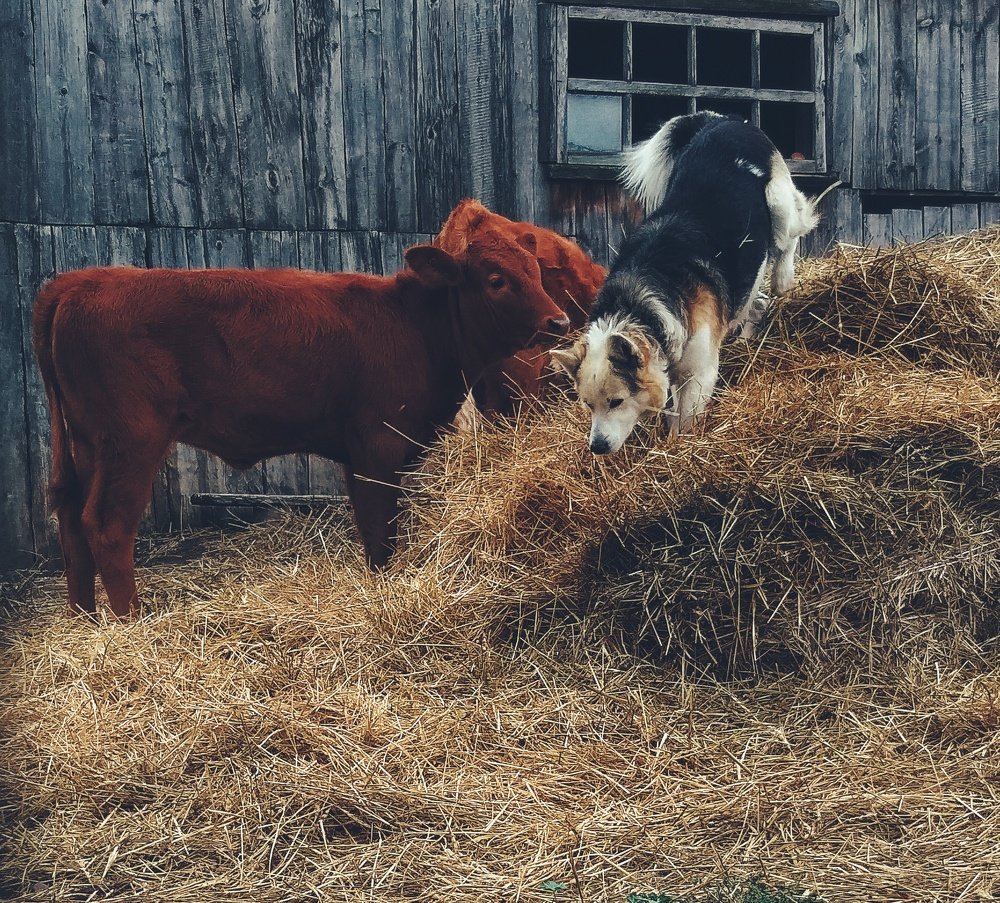 Photograph by Ольга Веселова