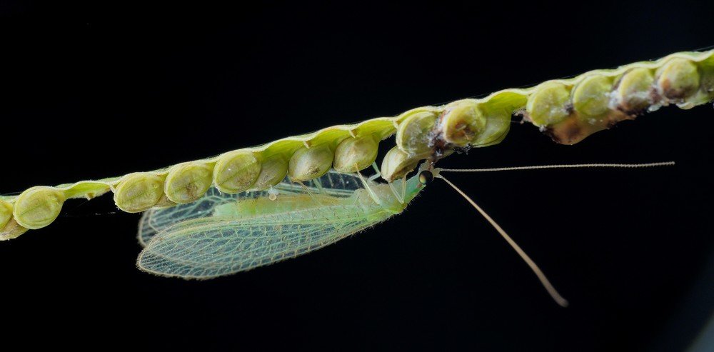 Bug eater