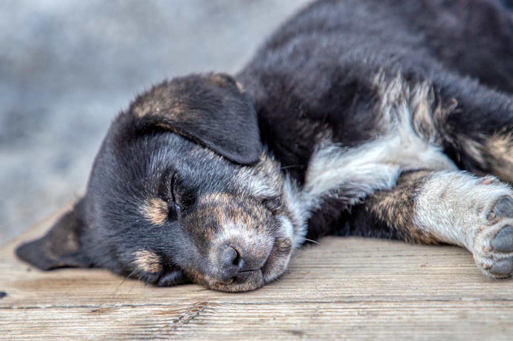 Фотография автора Vasileios Karapanagiotidis