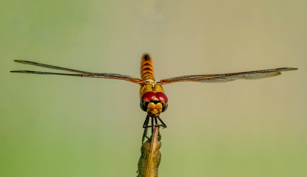 Photograph by Zayed Sanim