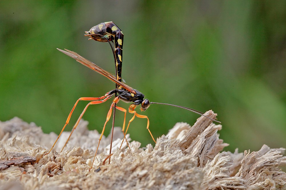 Крылатый наездник