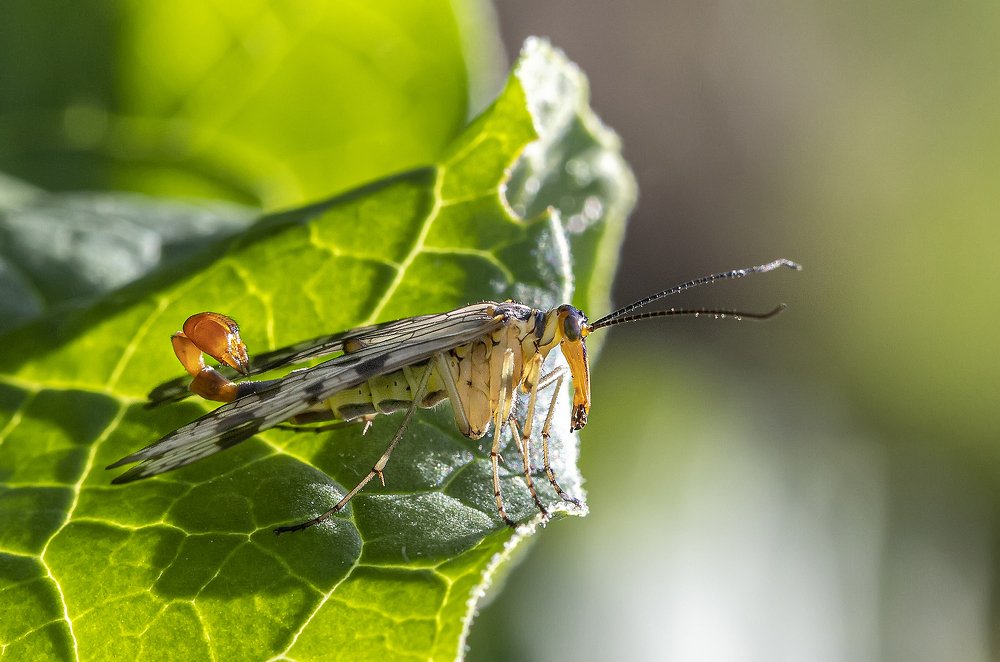 Бабушка скорпиона