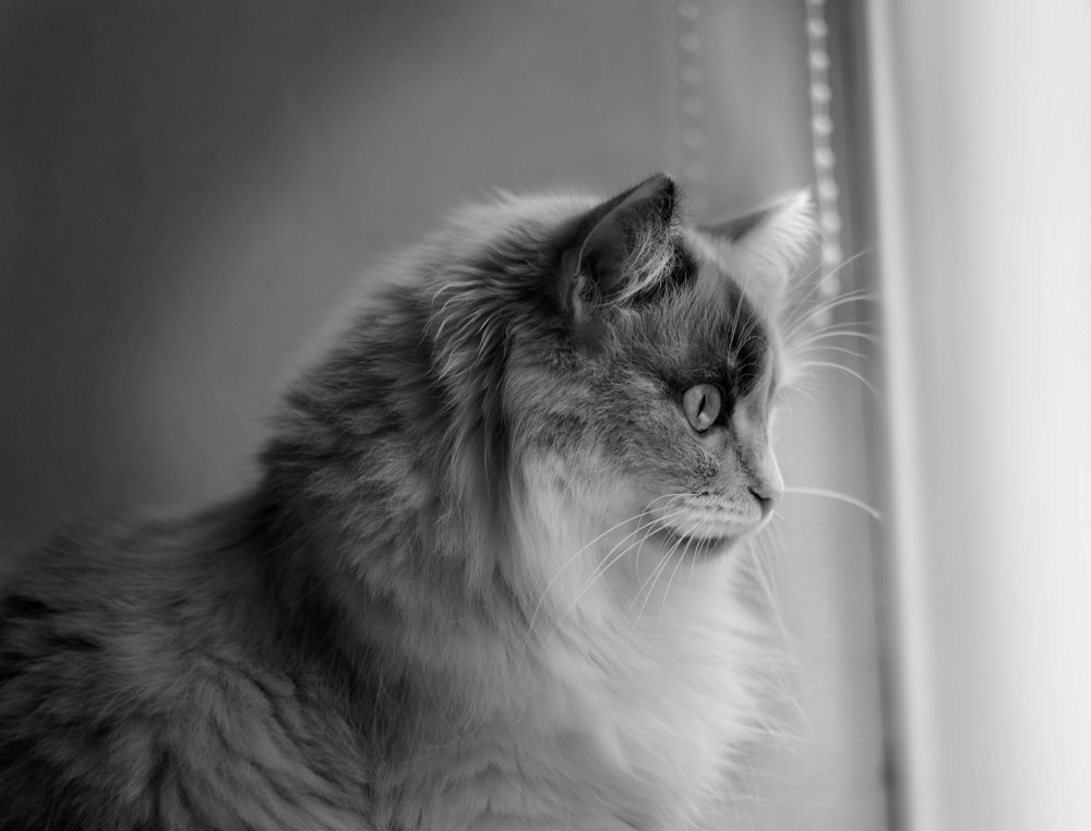 Photograph by Юлия Марфонова