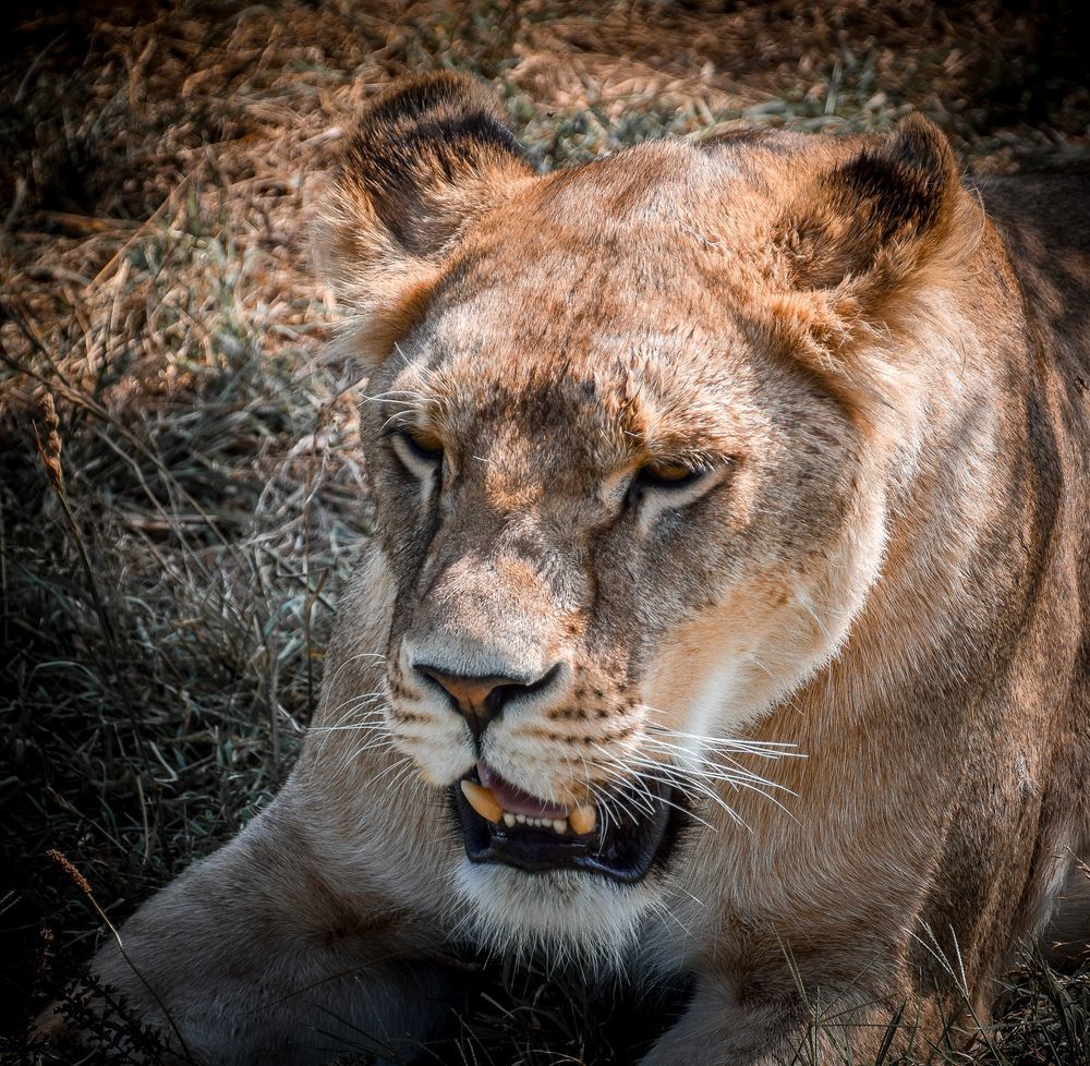 Photograph by Дмитрий Синичев