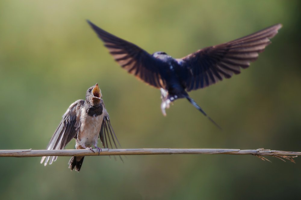 Фотография автора Mehdi EL Baqali