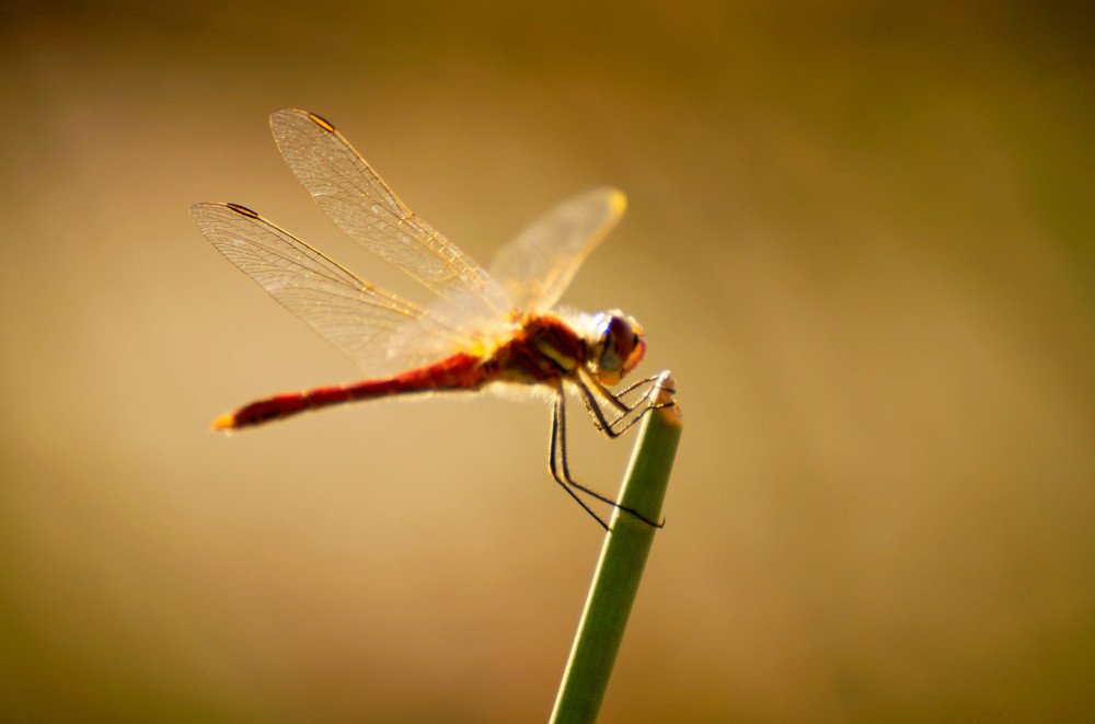 Photograph by Mário C.