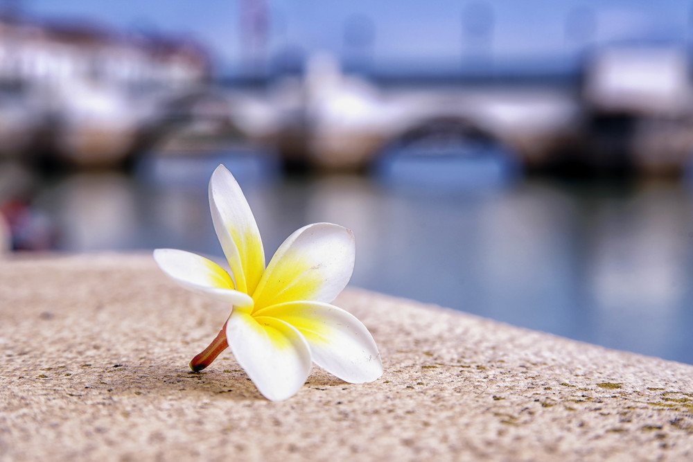 Photograph by Mário C.