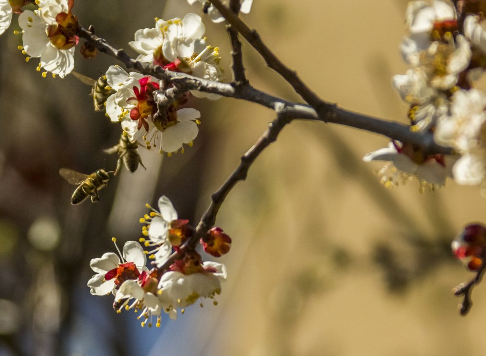 Фотография автора Comșa Bogdan