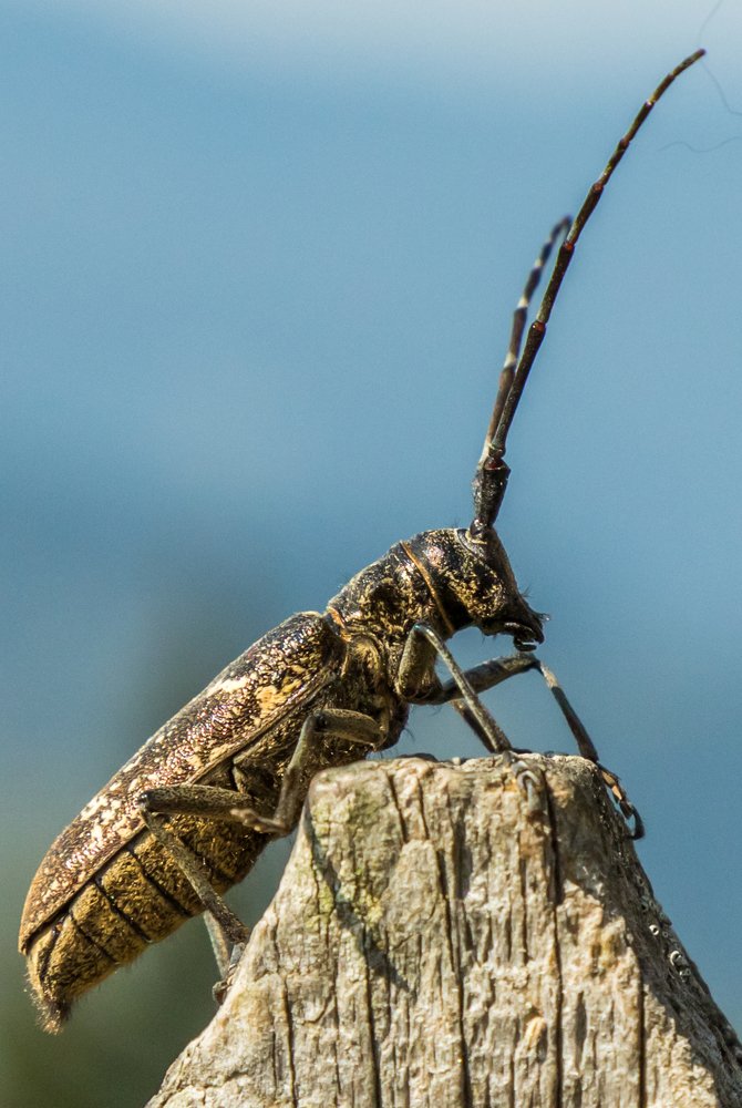 Фотография автора Comșa Bogdan