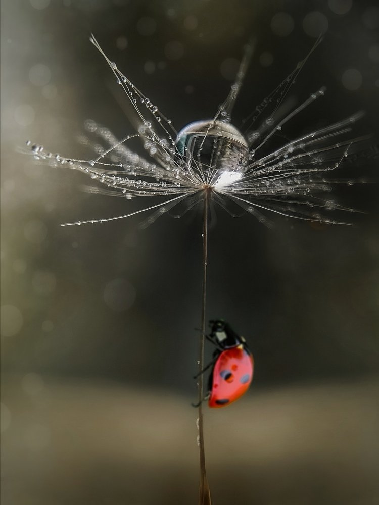 Photograph by Оксана Маракушина