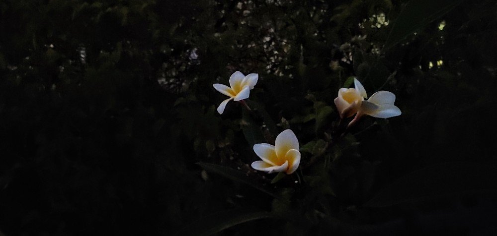 Photograph by Elena Chandran