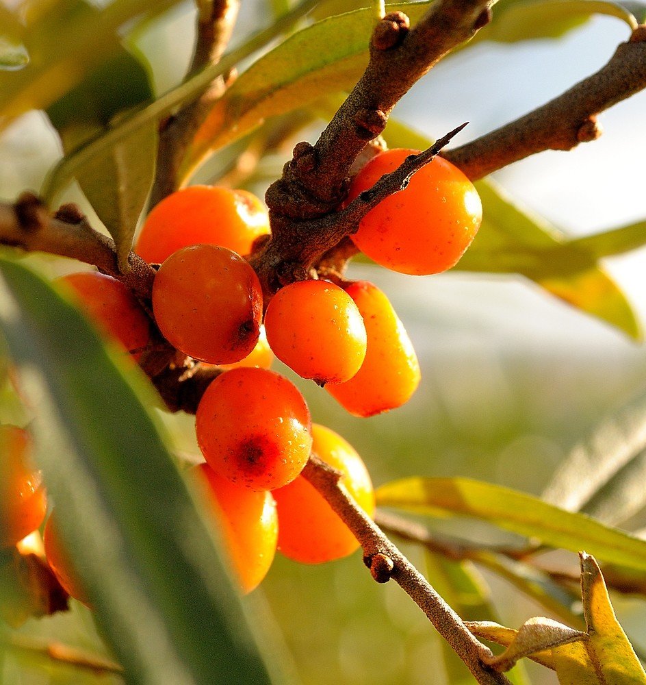 Photograph by Галина Патрушева