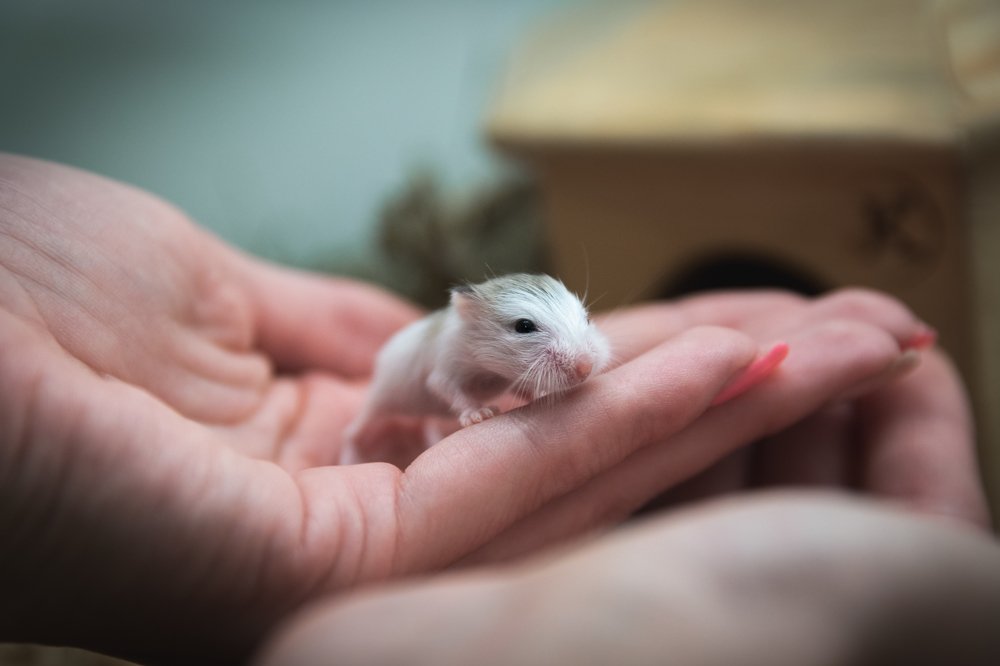 Хомяк Роборовского