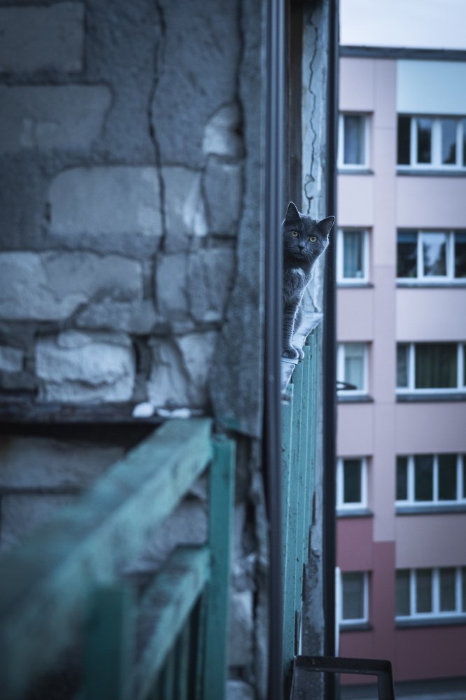 Что тебе надо двуногое?