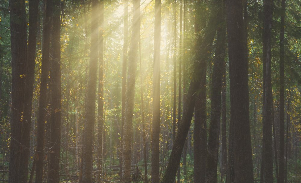 Photograph by Andrey Raspopov