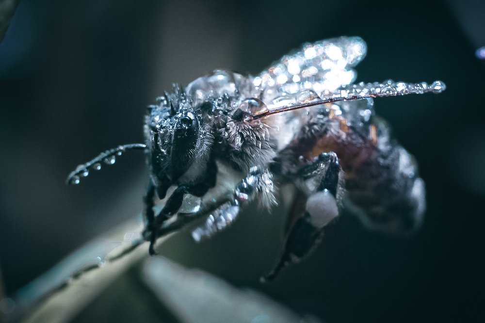 Photograph by Юлия Шматова