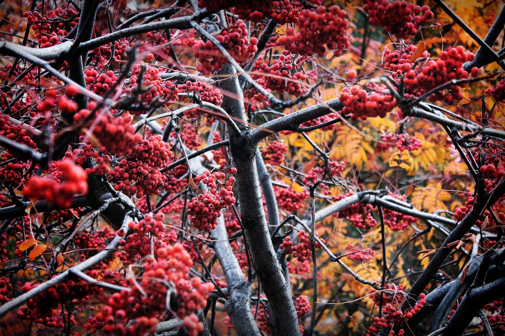 Photograph by Елена Кудейкина