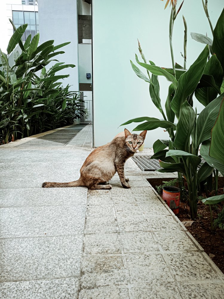 My loving cat