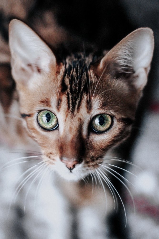 Photograph by Алина Вардиева