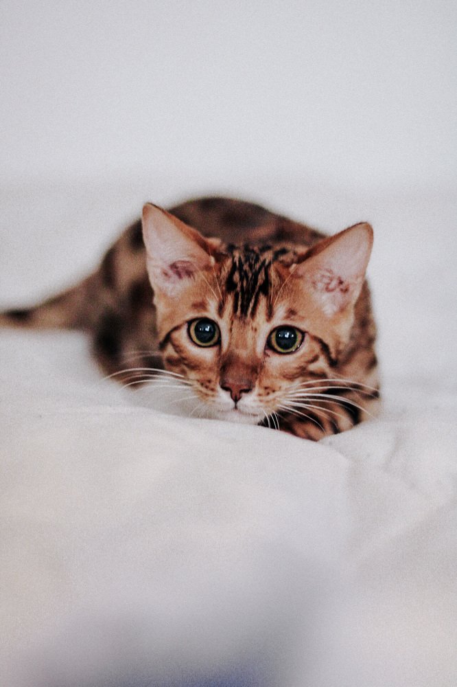 Photograph by Алина Вардиева