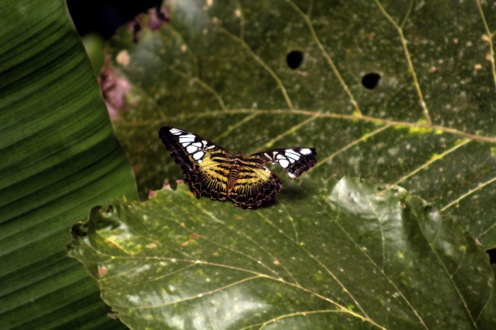 Photograph by SUJITH VARGHESE