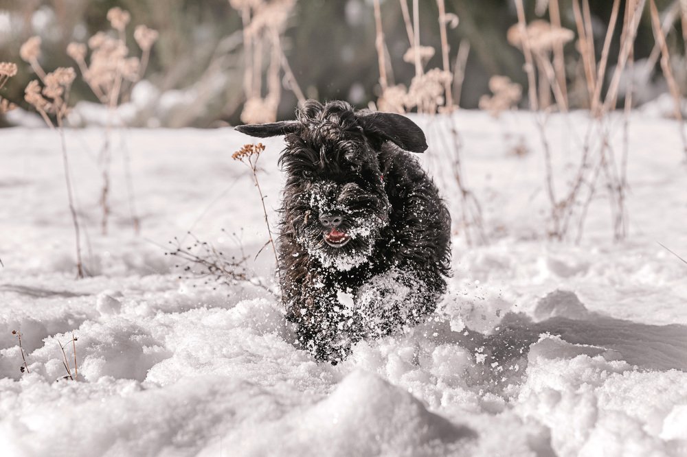 Весёлый Супчик.