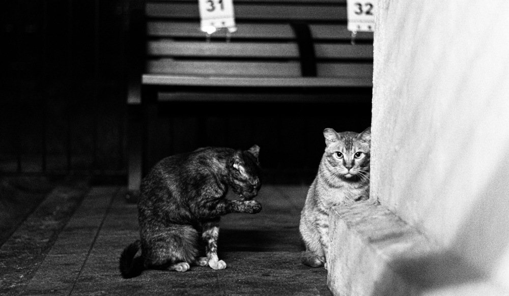 Photograph by Siu Tsun Ming