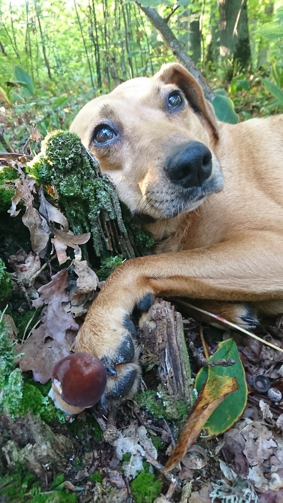 Ну, вот же гриб!