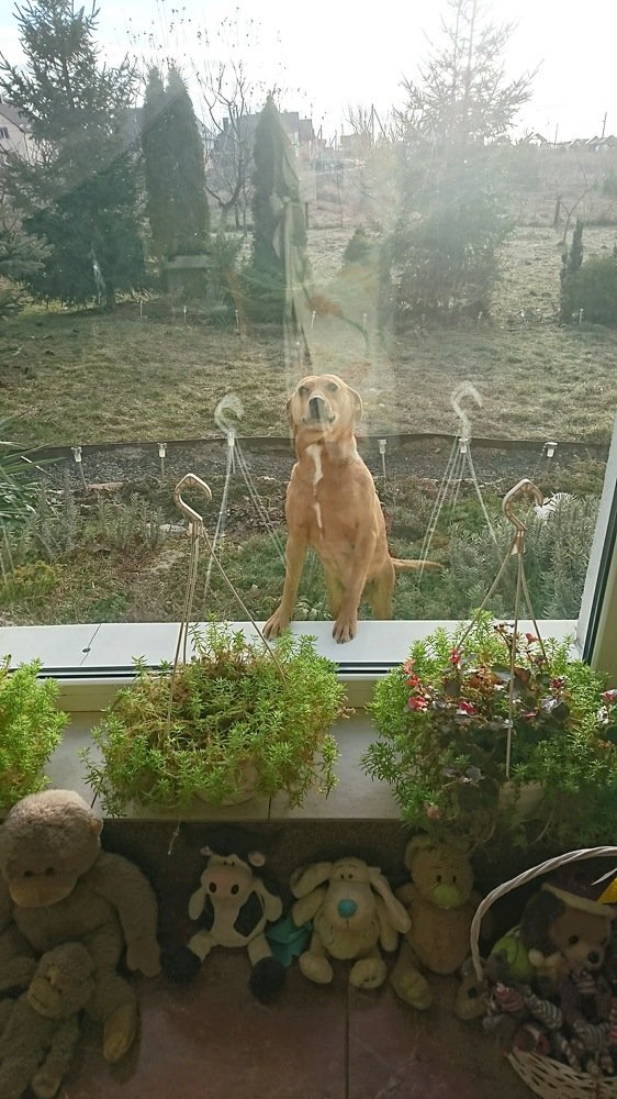 Хозяйка! Пошли гулять!