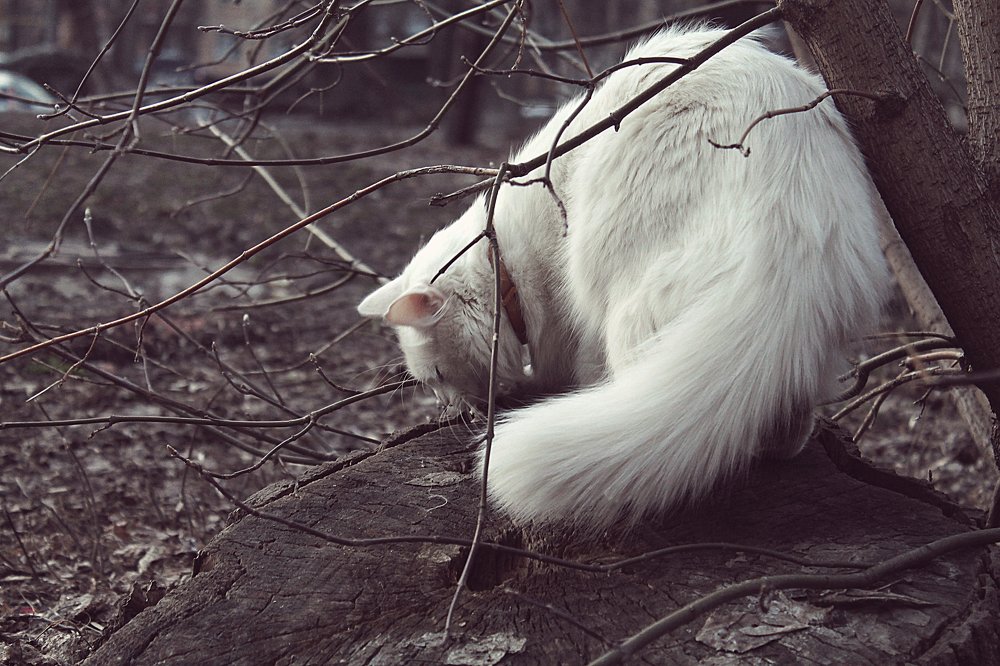 Photograph by Елена Кудейкина