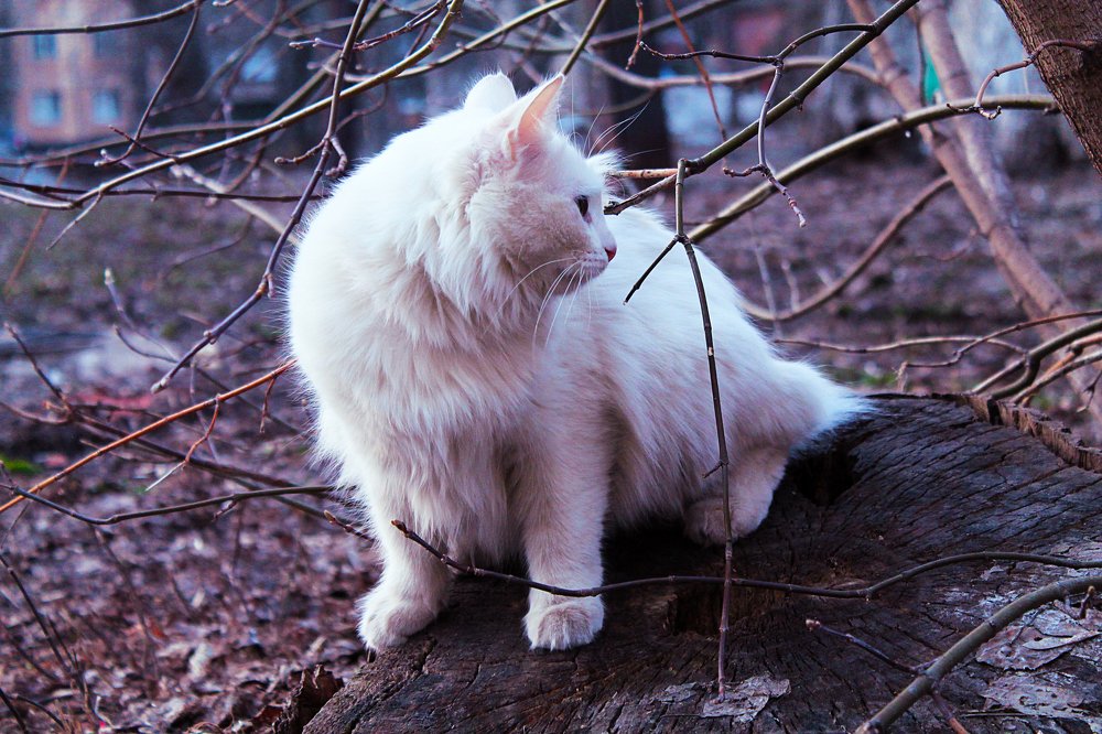 Photograph by Елена Кудейкина