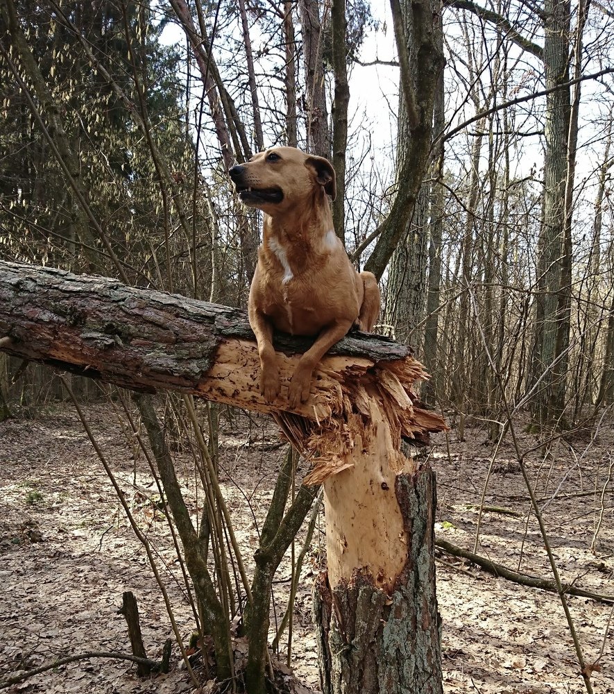 Высоко сижу, далеко гляжу!