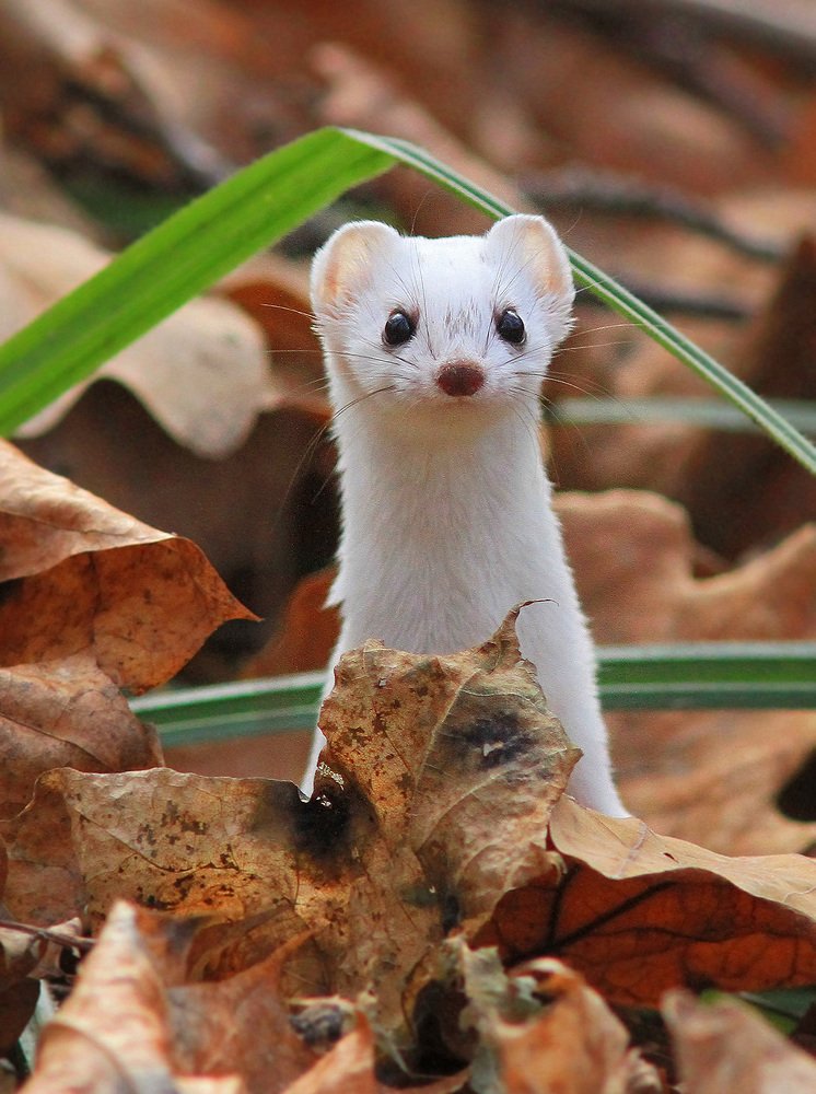 Photograph by Михаил Крюков