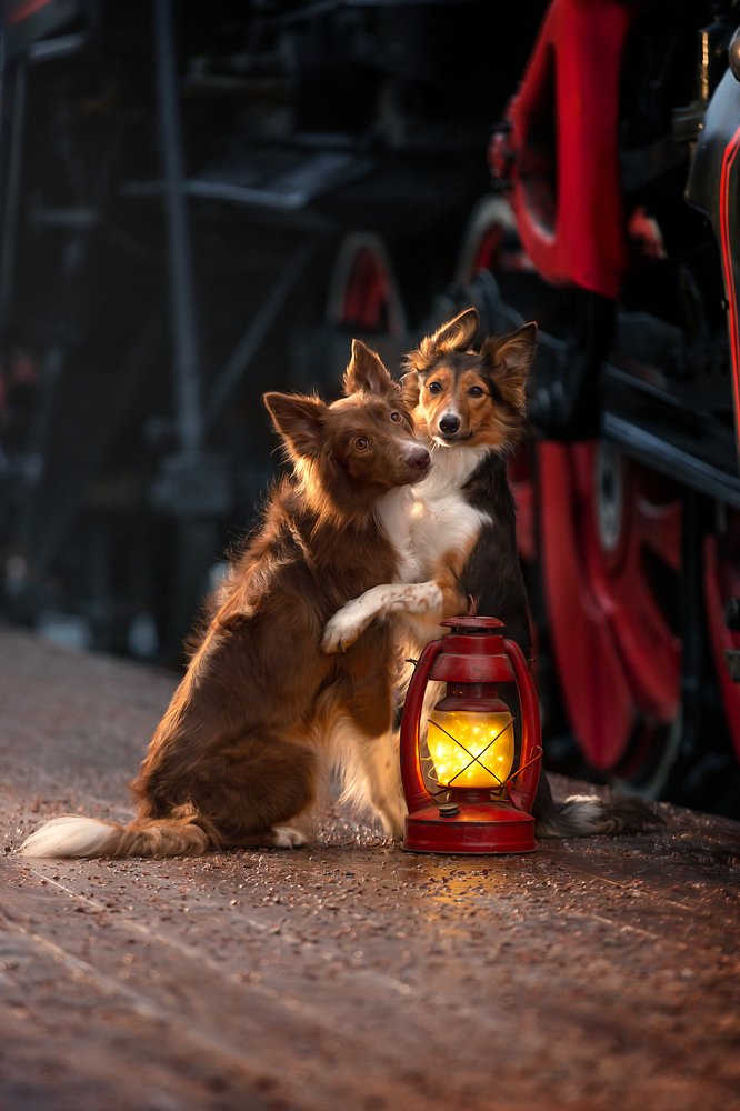 Photograph by Светлана Шах-Гильдян