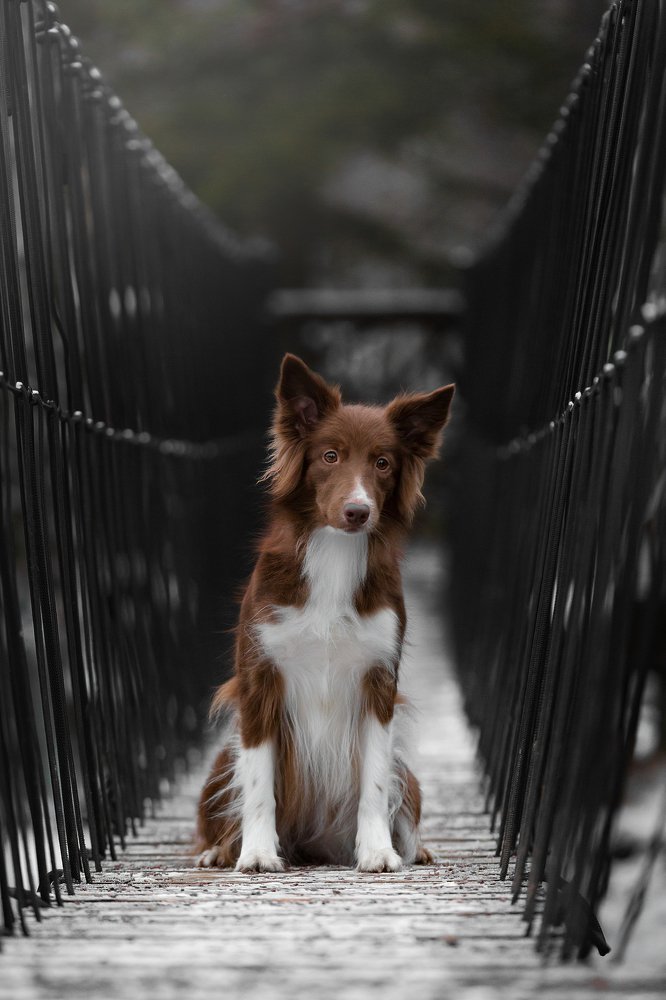 Photograph by Светлана Шах-Гильдян