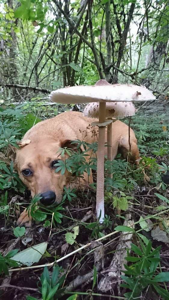 Замаскировалась))