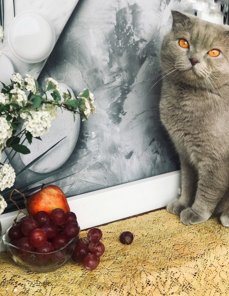 Желтоглазик